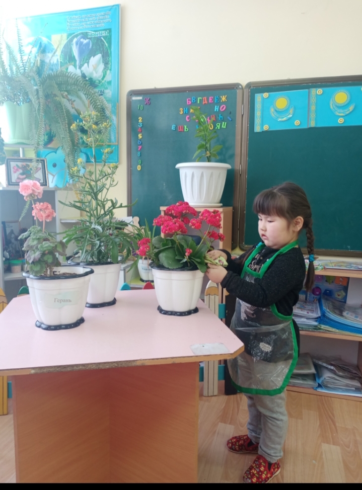 "Табиғат бұрышындағы өсімдіктерді күтіп баптау" "Табиғат бұрышындағы өсімдіктерді күтіп баптау"
